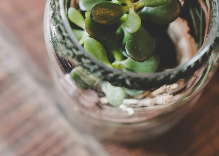 Apartament Loewenherz *